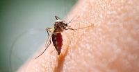 ¿Qué es la fiebre Chikunguya?